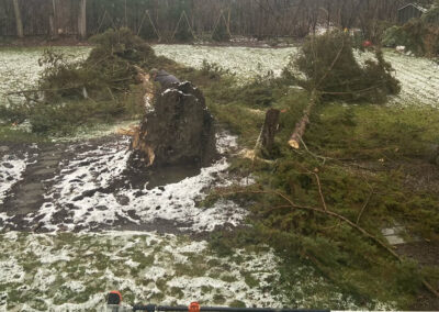 Fallen Tree Removal