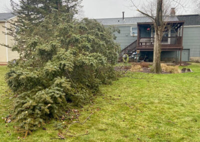 Fallen Tree Removal