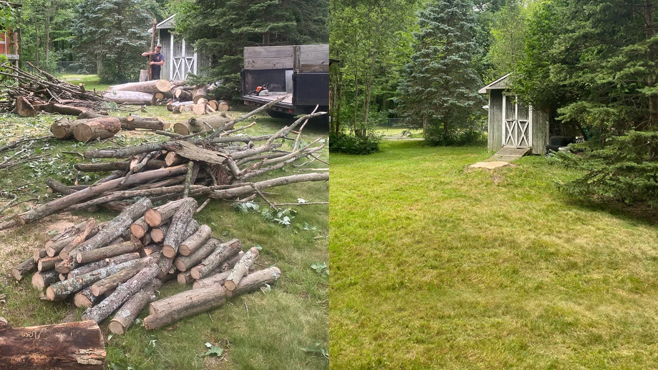 Tree removal before and after